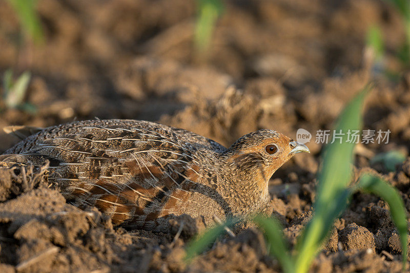 藏灰鹧鸪(Perdix Perdix)